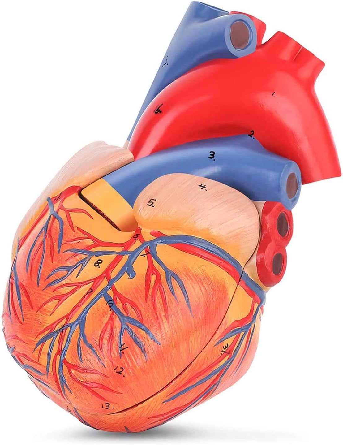 3d Heart Model ，Human Anatomical Heart Model 2 Parts，Heart Medical