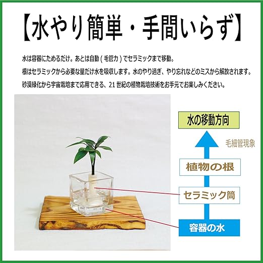Amazon ミニチュア観葉植物 日本古来の植物 槇 マキ の木 と ガラス製 キューブベース １個セット スタンドタイプ 2個買いでお得 土なし 清潔 水やり簡単 セラハイト 観葉植物 オンライン通販