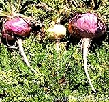 #1071--15 MACA ROOT SEEDS