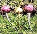 #1071--15 MACA ROOT SEEDS