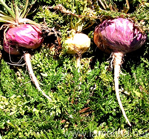 #1071--15 MACA ROOT SEEDS #1071--15 MACA ROOT SEEDS