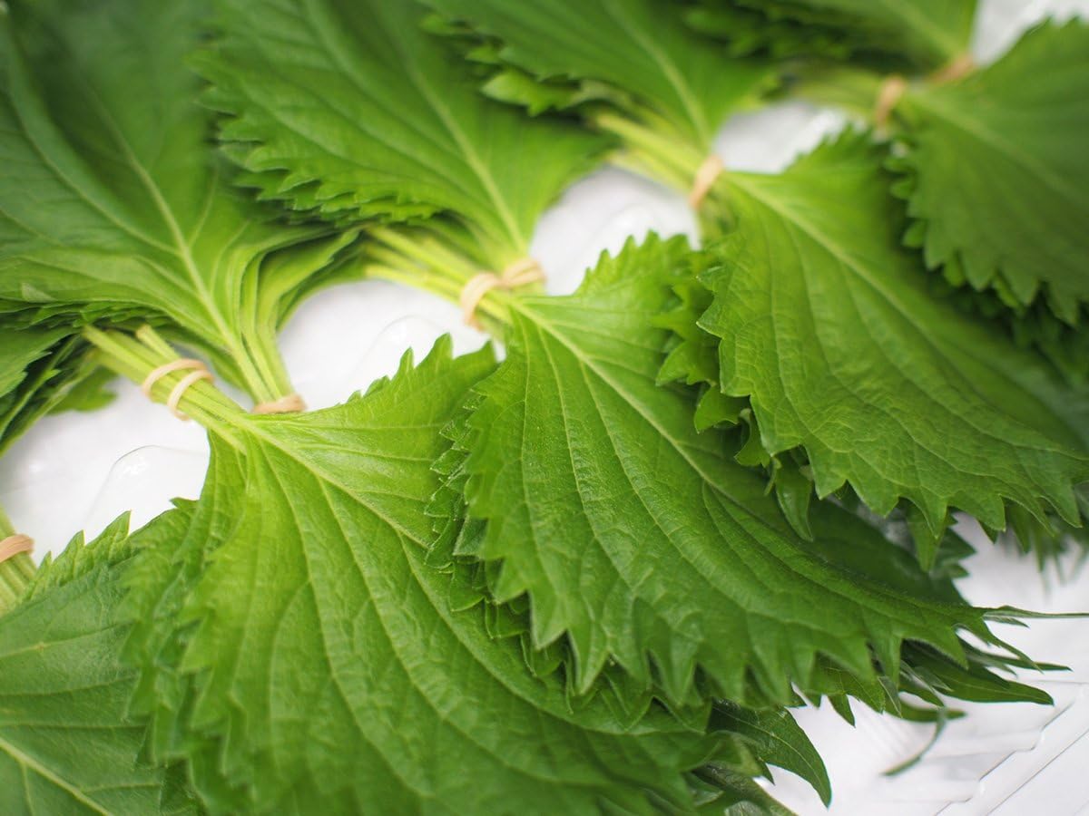 Amazon 愛知県産 大葉 10枚 10束 1パック 生鮮卸売市場 大葉 しそ 通販