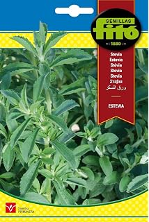 Huerto Urbano - Kit Stevia - Batlle: Amazon.es: Jardín