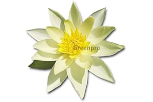 Live Aquatic Plant Yellow Nymphaea Joey Tomocik Hardy Water Lilies Tuber for Aquarium Freshwater Fish Pond by Greenpro