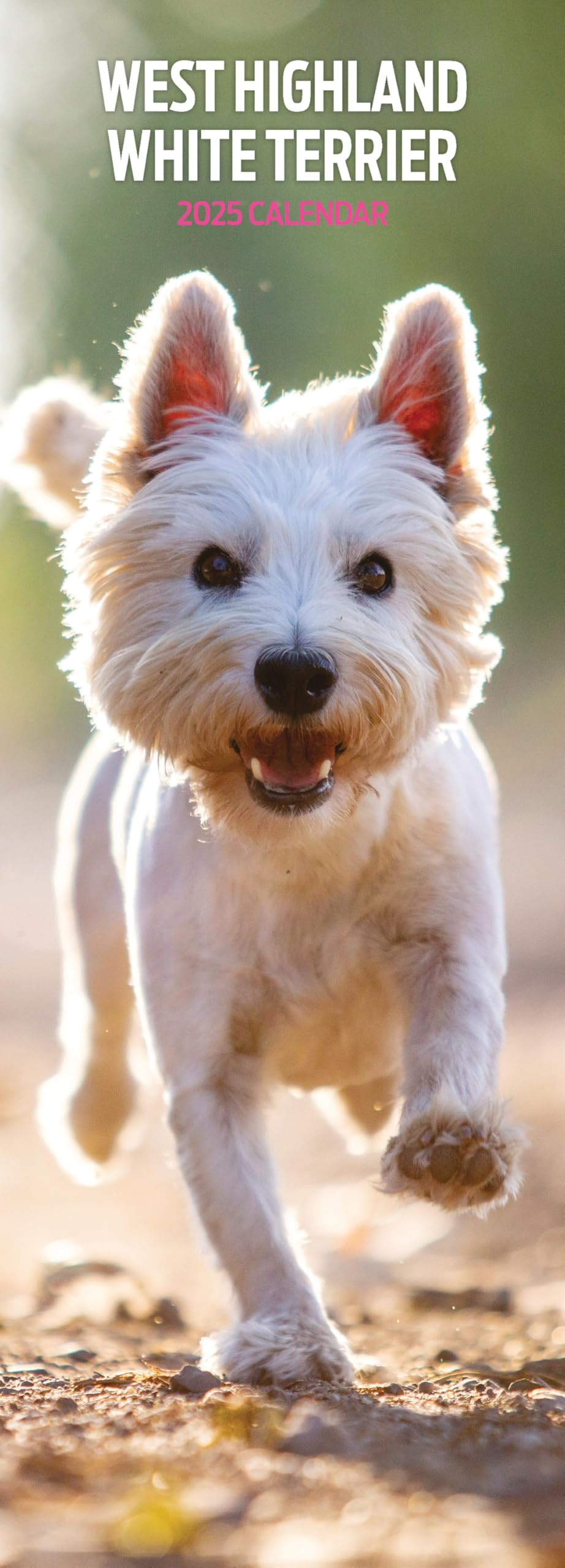 West Highland White 2025 Slim Calendar