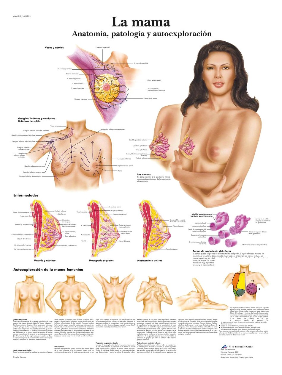3B Scientific Printed in Paper, Breastfeeding, Anatomy, Pathology And autoe X ploración, 1