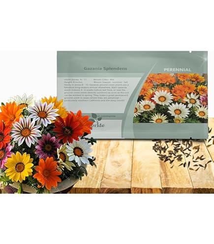 Amazon.com : Park Seed Zany Sunny-Side Up Gazania Seeds, Pack of