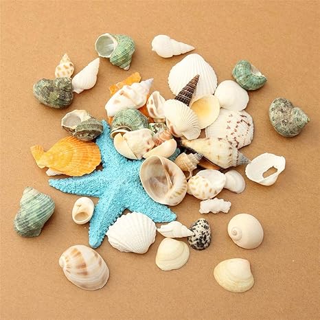 Amazon Co Jp 水槽の装飾 Diyビーチ混合貝殻ミックス貝殻水族館の水槽のための自然工芸 水槽用のサンゴの装飾品 色 C Size Free Size ホーム キッチン Amazon Co Jp 水槽の装飾 Diyビーチ混合貝殻ミックス貝殻水族館の水槽のための自然工芸 水槽用のサンゴの装飾品 色 C Size Free Size ホーム キッチン