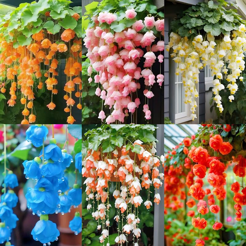 300+ Weep Begonia Seed for Planting Outdoor-Attracts Pollinator… at Amazon
