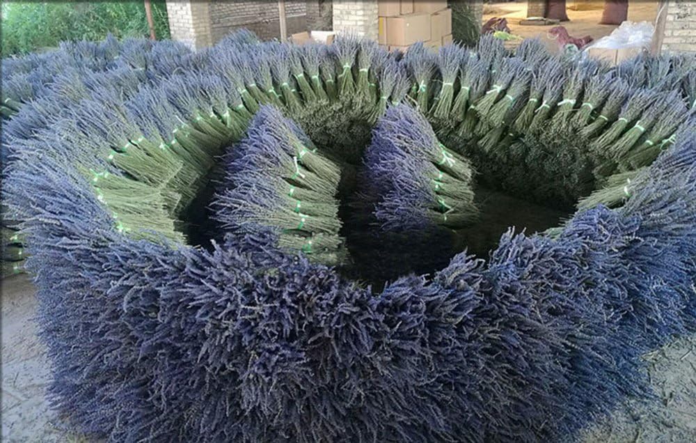 TooGet Lavender Dried Ultra Blue Bundles 200+ Stems(16" - 18" Long) for Home Decor Crafts, Gift, Wedding or Any Occasion - Image 5