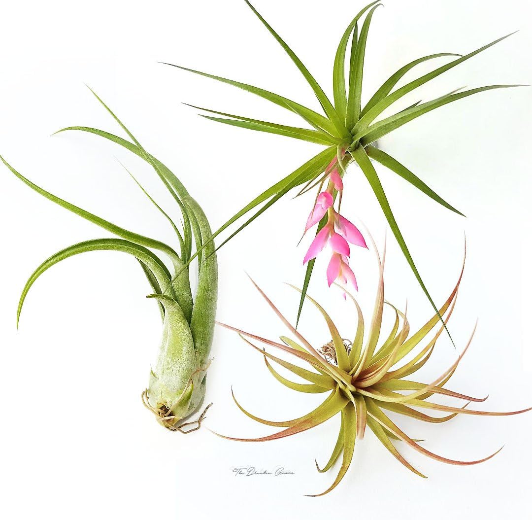 TDG The Drunken Gnome Tillandsia Air Plants Assorted Variety Pack, 3 Large