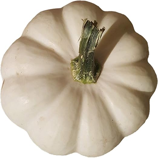 Weißer Baby Boo Kürbis | für die Dekoration in der Herbstzeit zu