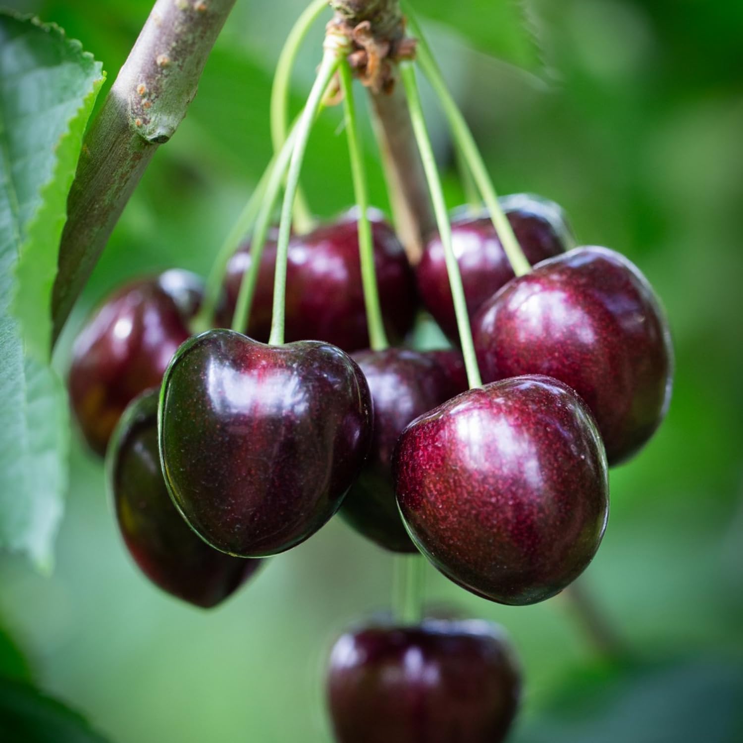 2 Black Cherry Trees Live Plants, Sweet Cherry Plants Live Fruit