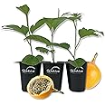 Giant Granadilla Passion Fruit Plant - 3 Live Tissue Culture Starter Plants - Edible Fruit Bearing Vine for The Patio and Garden