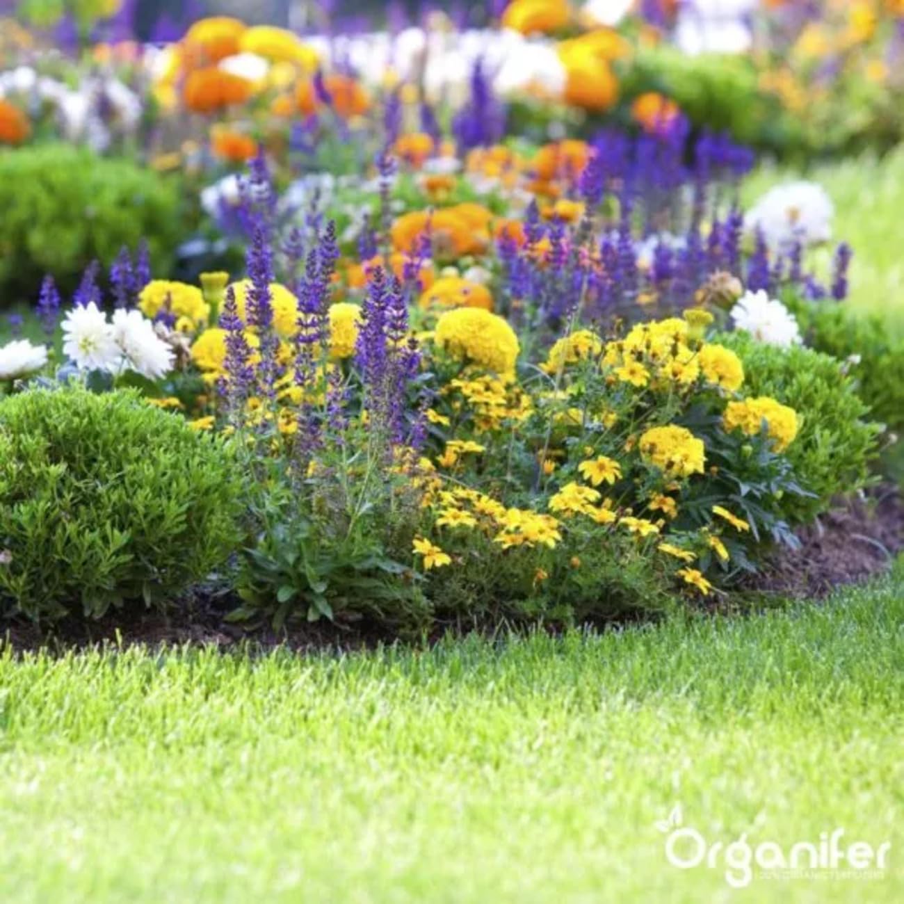 Organifer Kuhmistpellets 3in1 (20 kg - für 200 m2), Organischer Dünger, Natürlicher Bodenverbesserer, Nachhaltige Gartenarbeit, Umweltfreundlicher Dünger, Nährstoffreich, Rasenverbesserung 6