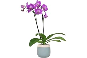 Premium Purple Live Orchid Plant Blooming in 3.5" Blue & White Orchid Pot, Live Plants, Houseplant Gifts, Approx. 16" Tall, Pet Friendly Houseplants, Phalaenopsis Moth Flower by Plants for Pets