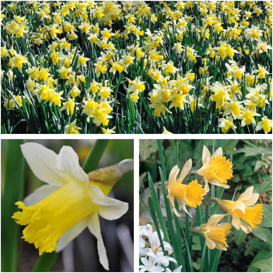 Narcissus Pseudonarcissus Lobularis (naturalising) Bulbs. Size 5/6 Wild
