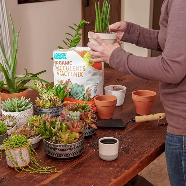 BACK TO THE ROOTS 100% ORGANIC SUCCULENT & CACTI MIX (6 QUART) | MADE IN THE USA | PREMIUM NUTRITION FOR INDOOR AND OUTDOOR PLANTS