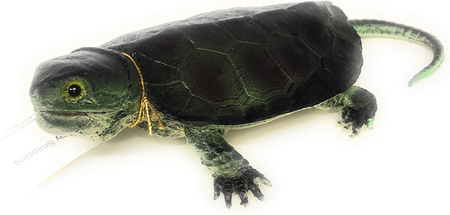 small snapping turtle