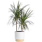 Costa Farms Dracaena, Live Indoor Plant, Easy Care, Home Decor | Architectural strappy leaves, drought-tolerant. Great indoor houseplant. Ideal housewarming or birthday gift.