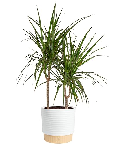 elephant ear plant near me Buy Elephant Ear Plants & Trees Online