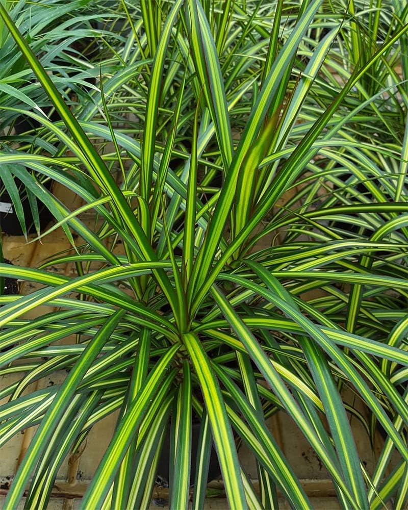 domi patio furniture on Patio Lawn Garden 6 Pot American Plant Exchange Dracena Marginata Kiwi Dragon Tree Live Plant Indoor Outdoor Air Purifier Gardening