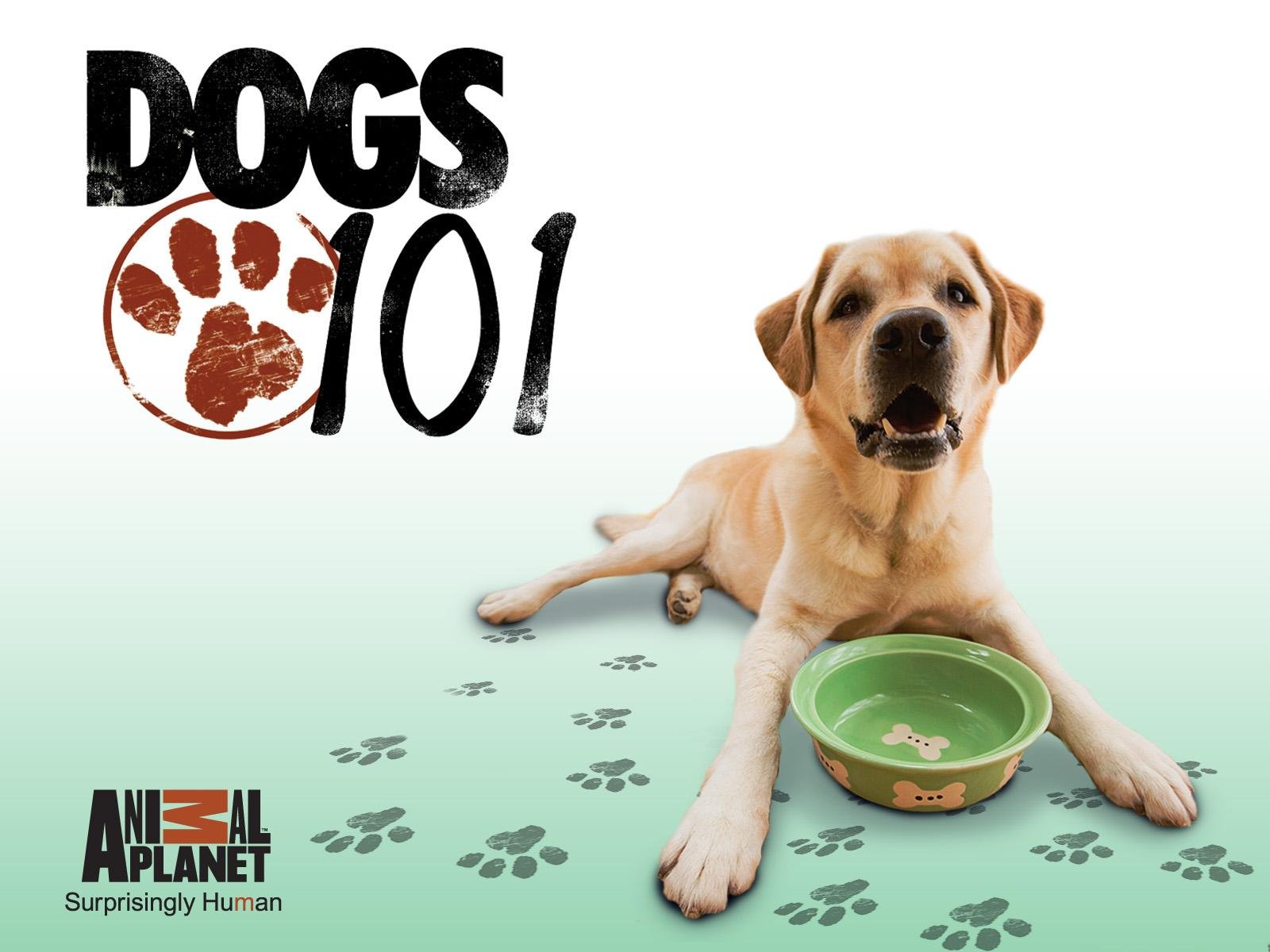 101 Дог Продажа Щенков