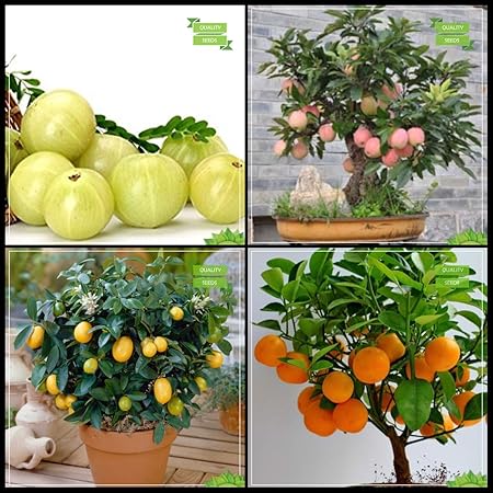 Creative Farmer Air Purifying Plants Combo Bonsai Suitable : Indian Gooseberry, Apple, Lemon Fruit, Orange Fruit Bonsai SuitableKitchen Garden Pack
