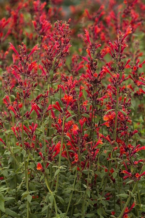 Amazon.com: Coronado Red Hyssop Live Plant a.k.a Agastache Coronado Red