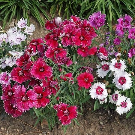 Splendour Seeds - Dianthus garden flower seeds