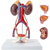Human Urinary System Anatomy Model, 1:1 Life Size | Benilev Adult Male Urinary System Anatomy Model, Suitable For Anatomy Study, Education And Teaching Demonstration