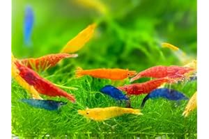 SEAM OASIS 20 + Mixed Color Neocaridina Live Freshwater Aquarium Shrimps for Aquarium Beeding Age Young Adults 1/2-1 inch Long. Live Arrival Guarantee.