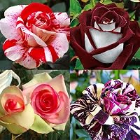 Décor De Jardin Rouge Blanc Noir Hybridation Rose Fleurs