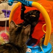 hartz just for cats hide n play