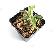 Amazon.com : Silver Jewel Orchid, Aspidogyne Argentea (Silver ...