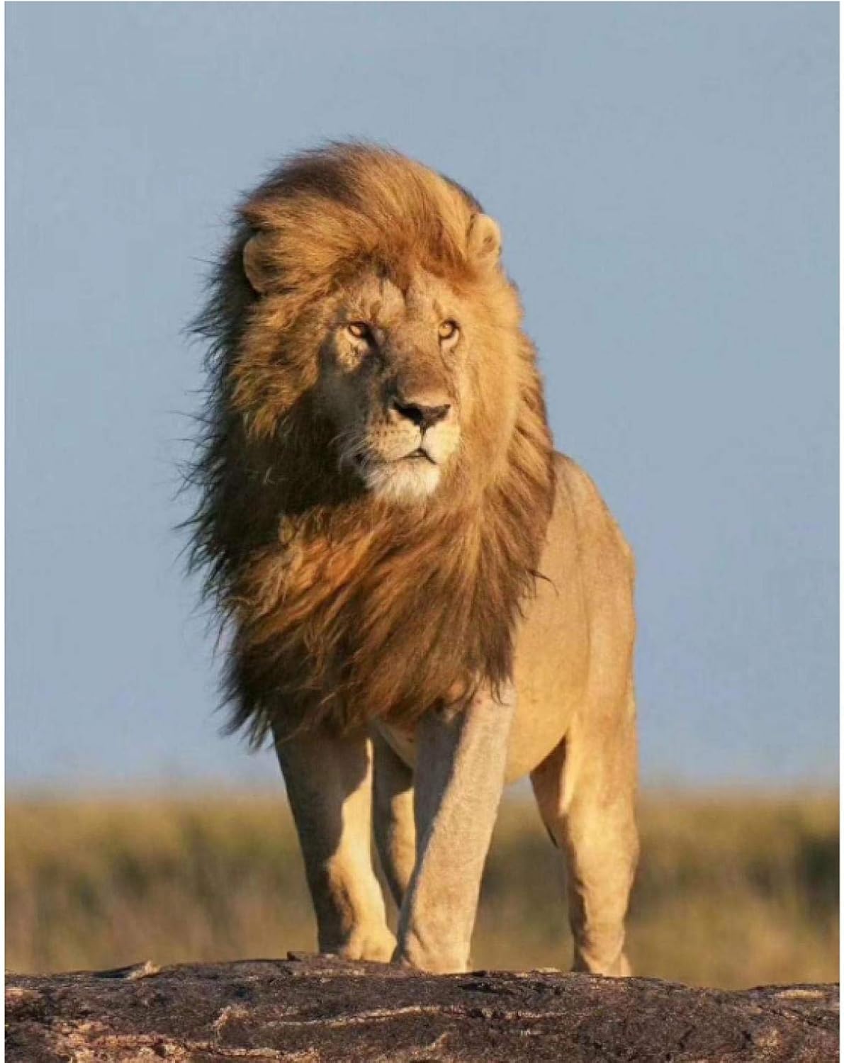 Amazon ライオン動物壁アートポスターhdプリントキャンバス絵画ホームリビングルーム寝室アートワークギフト装飾 50x75cmフレームなし ウォールステッカー オンライン通販