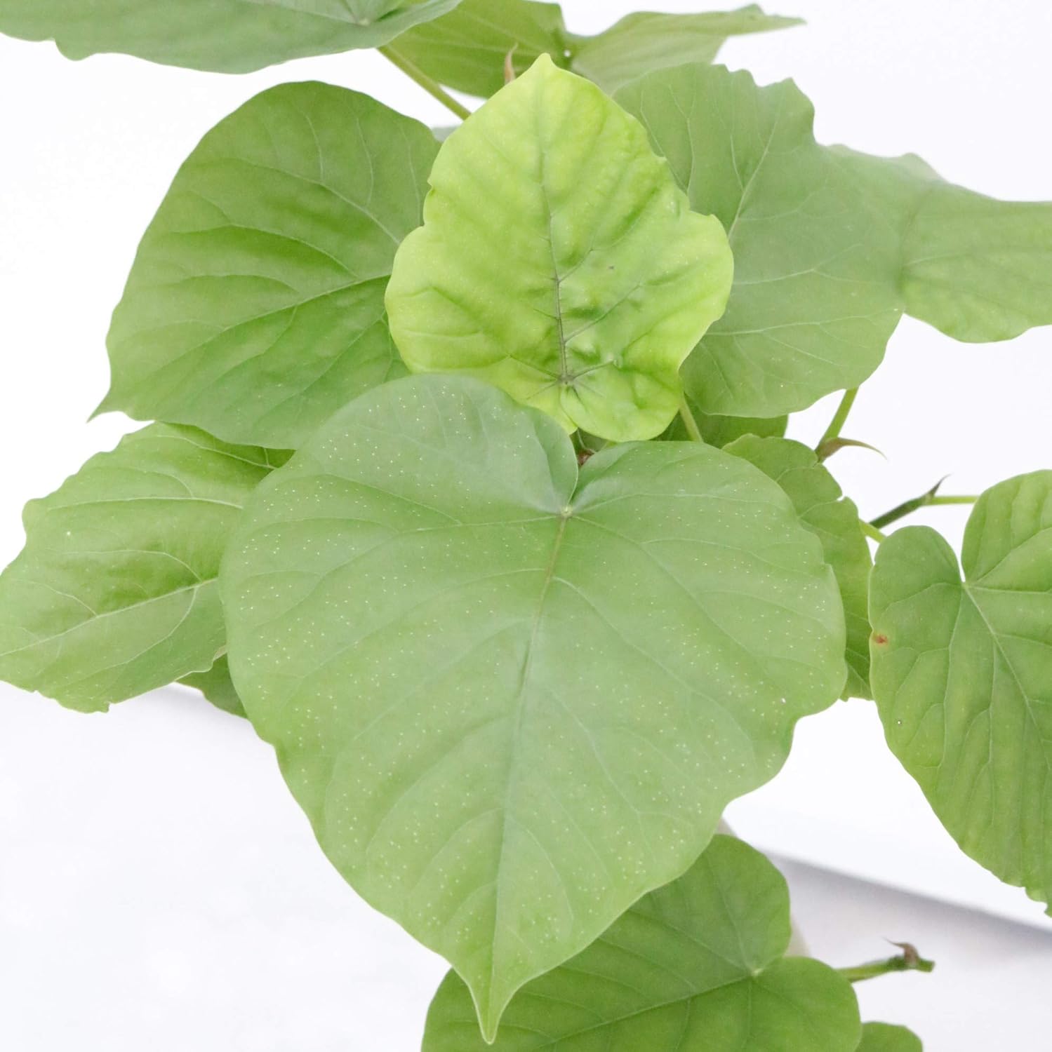 Amazon Co Jp ウンベラータ シュエット 樹脂 鉢 6号 高さ70 程度 観葉植物 室内向け 沖縄直送 ブラック ホーム キッチン