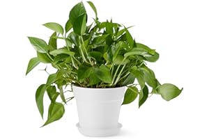 �鶹�� Basics Plant Pot with Saucer, 20.32 cm, White, 1-Pack