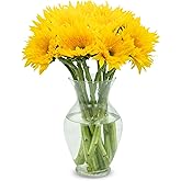 Stargazer Barn 10 Stem Panache Sunflower Bouquet - Without Vase | Fresh Cut Flower Delivery, Hand-Tied in the USA, Gift for Birthday, Anniversary, Sympathy or Home Decor