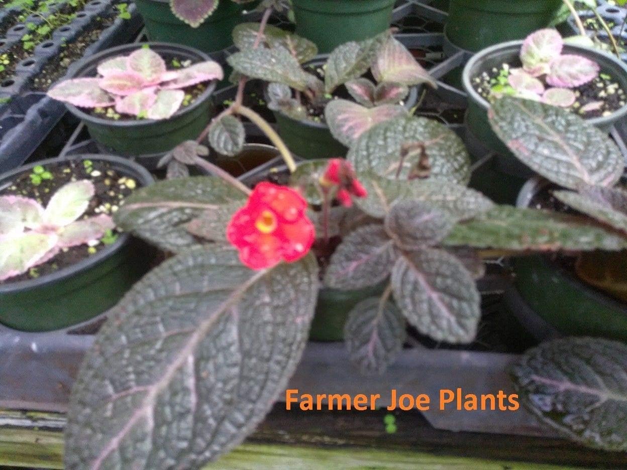 Ferry EPISCIA - CHOCOLATE - 1-4" pot size