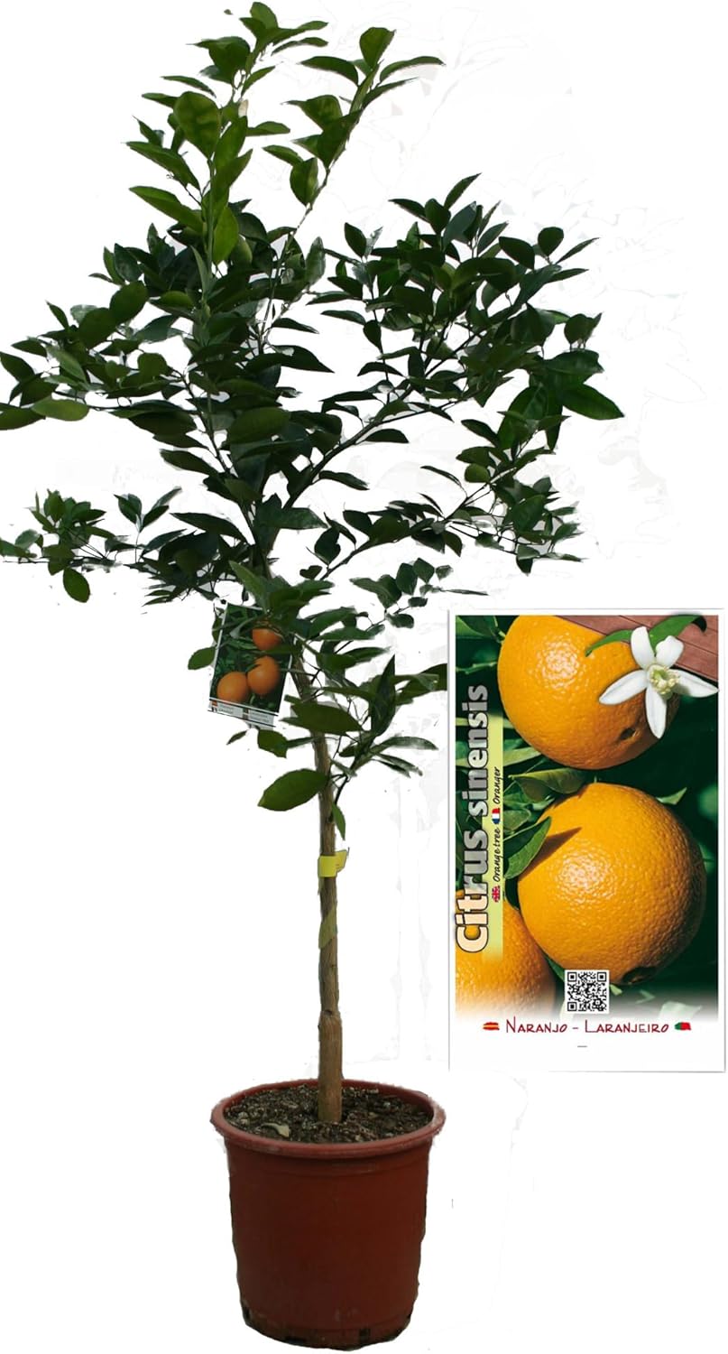 Naranjo Navelina - Árbol frutal de 2 años: Amazon.es: Jardín