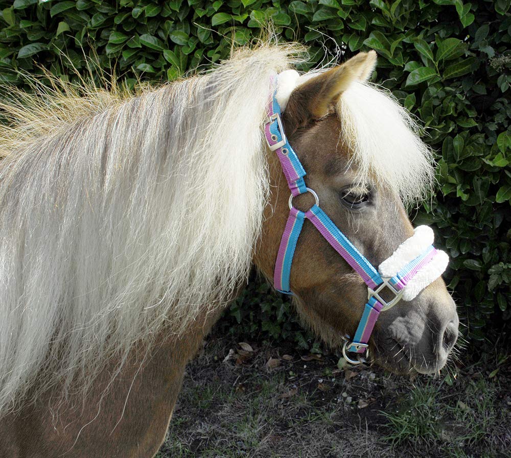 Rhinegold Bright Striped Fur Trim Small Pony Headcollar,Mini Shetland,Turquoise Stripe