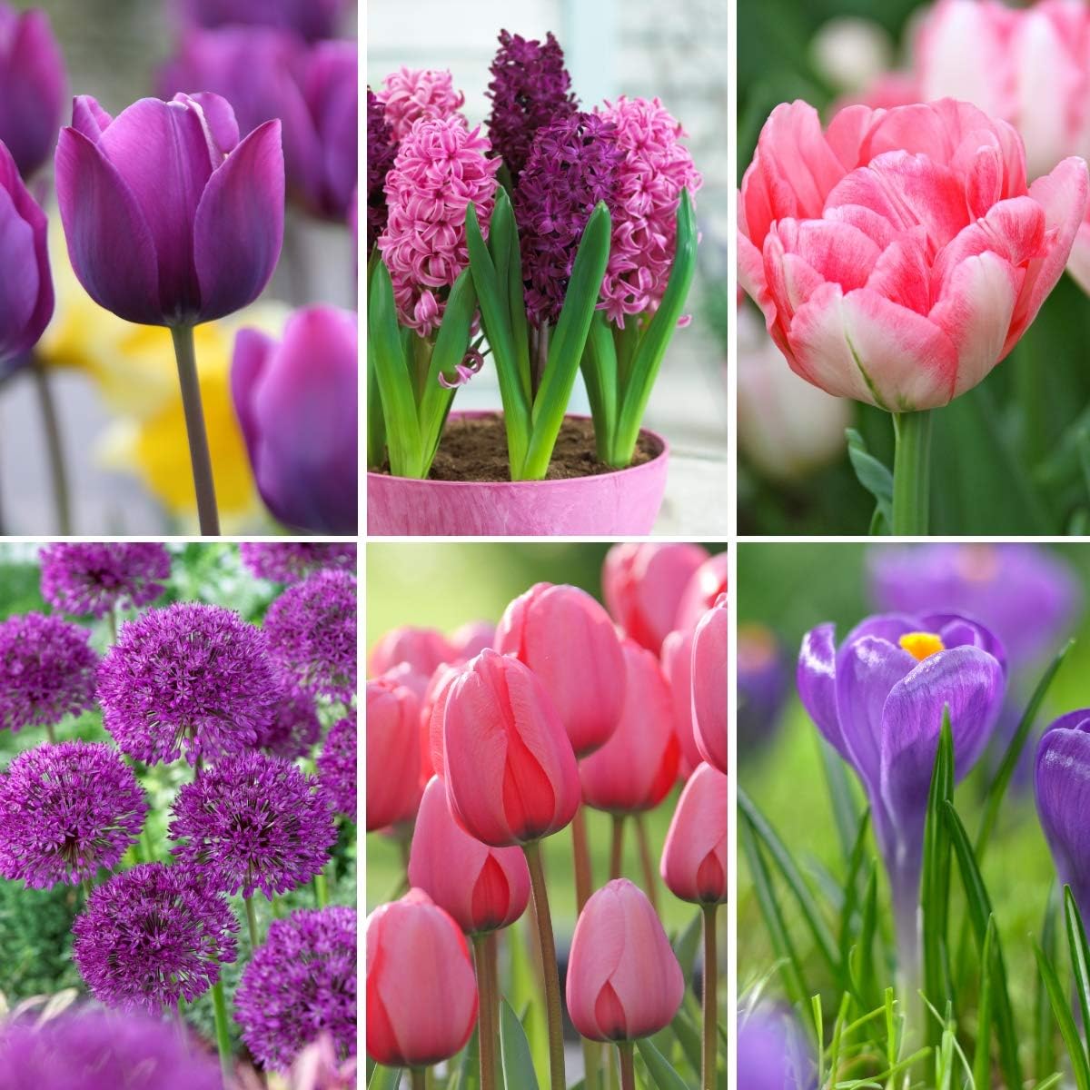 Pink & Purple Starter Spring Garden Collection | 100 Assorted Flower Bulbs | Plant in Fall - Blooms in Spring | from Longfield Gardens