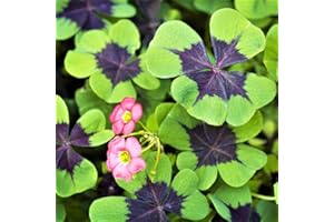 CZ GRAIN Iron Cross Shamrock Bulbs - 20 Bulbs to Plant - Good Luck Plant - Fast Growing Year Round Color Indoors or Outdoors - Oxalis Shamrock Bulbs