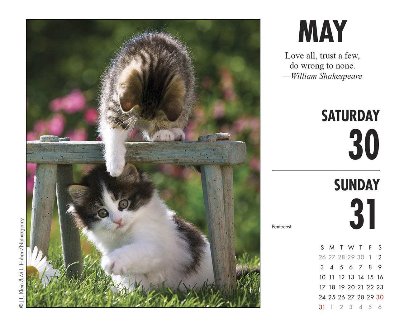 What Cats Teach Us 2020 Box Calendar | Pricepulse