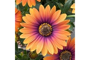 CHUXAY GARDEN Pink Orange Osteospermum-'Serenity Bronze'African Daisies 25 Seeds Annual Flowering Plant Bloom Summer and Fall Beautiful Flower Grows in Garden and pots