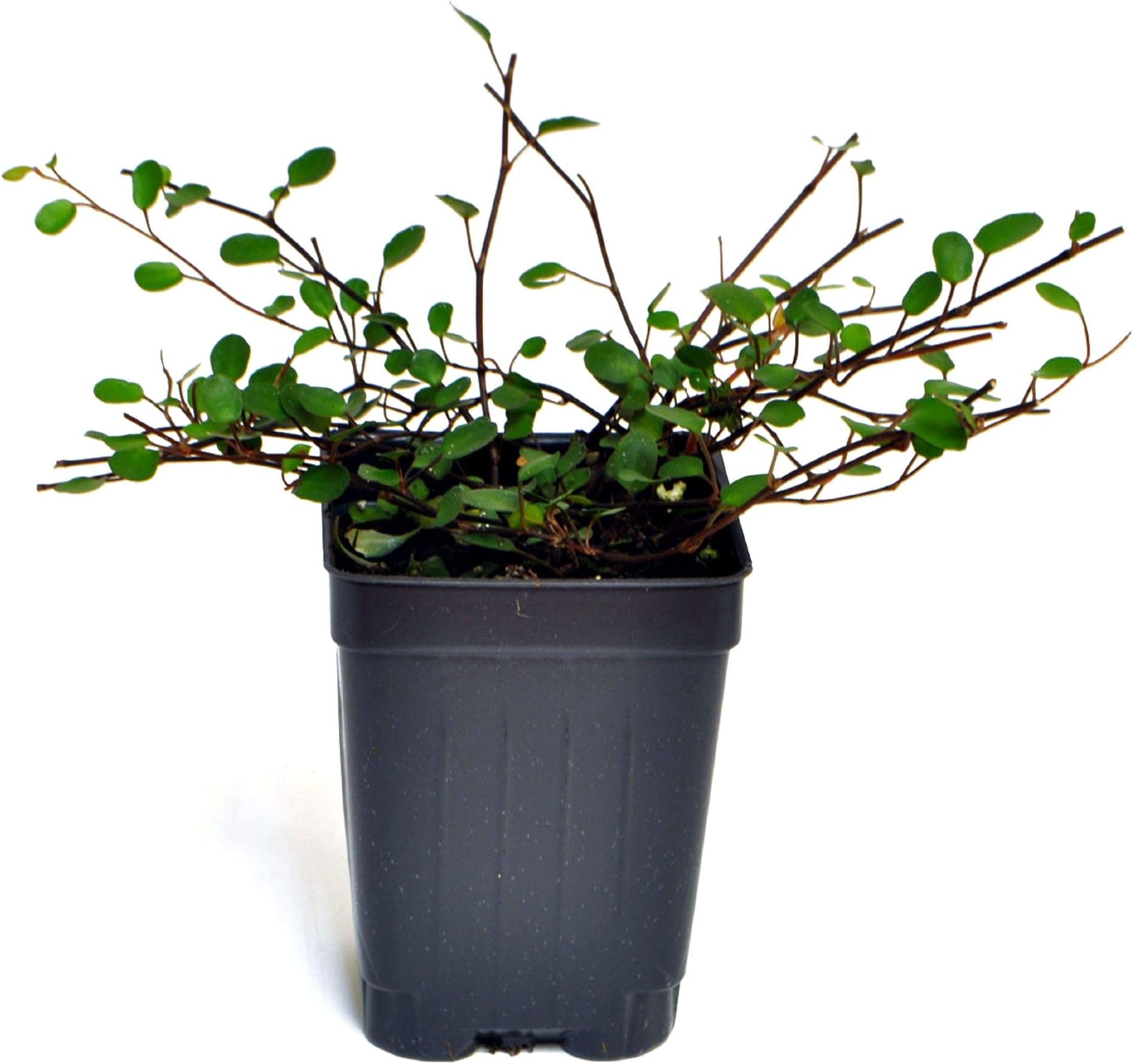 Muehlenbeckia complexa, Fairy Vine, 3" (2.6x3.5")