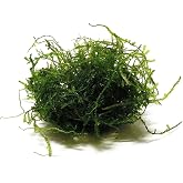 Java Moss 5-Pack Taxiphyllum Barbieri Live Aquarium Moss