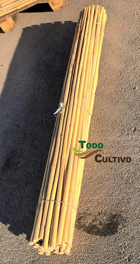 Tutor de bambú tailandés de 1, 5 m. de Altura, diametro 20/22 ...