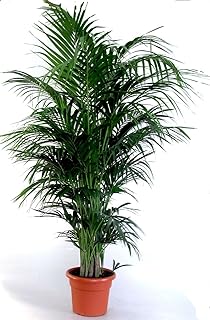 Die schönste Zimmerpalme der Welt! Goldfruchtpalme "Areca-Palme (Dypsis lutescens)" Anspruchslos von jedermann zu pflegen 1 Pflanze 110-130 cm.
